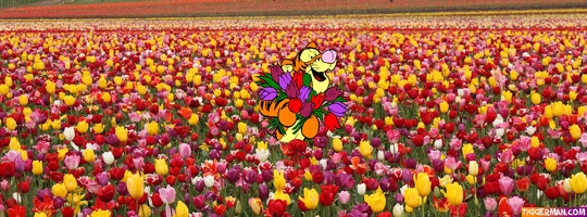 fbcover-tigger-flowers-field-tulips